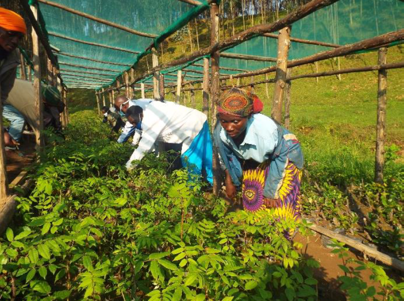 Working amongst saplings