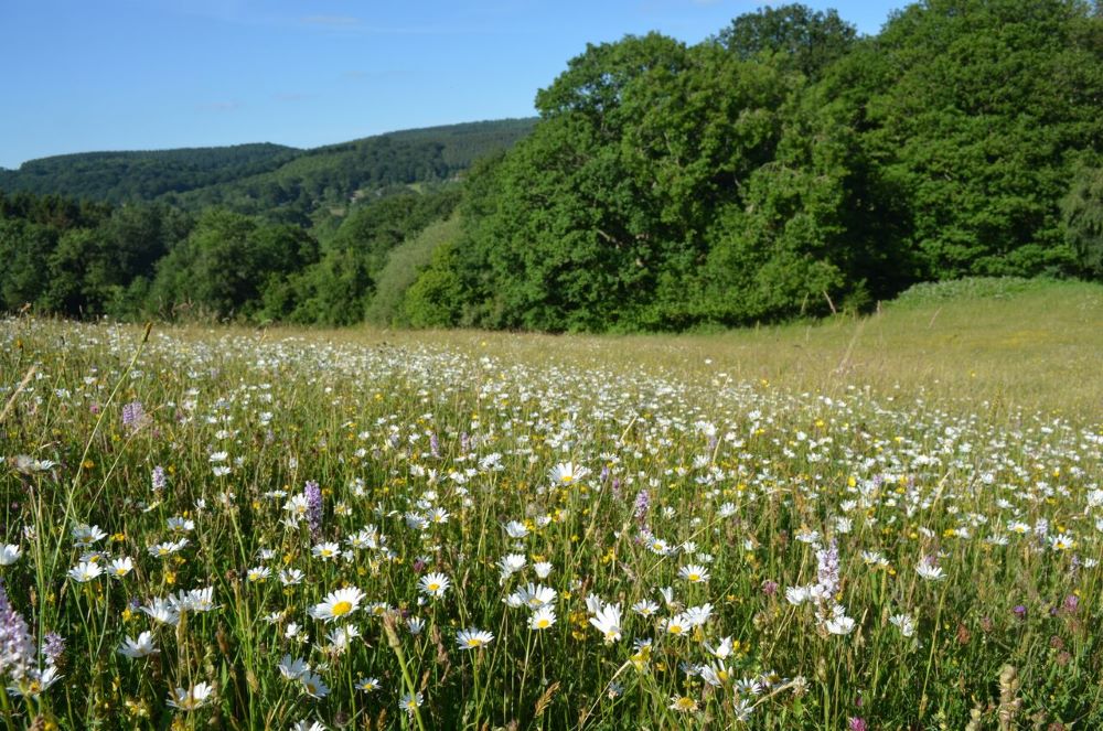 Plantlife International