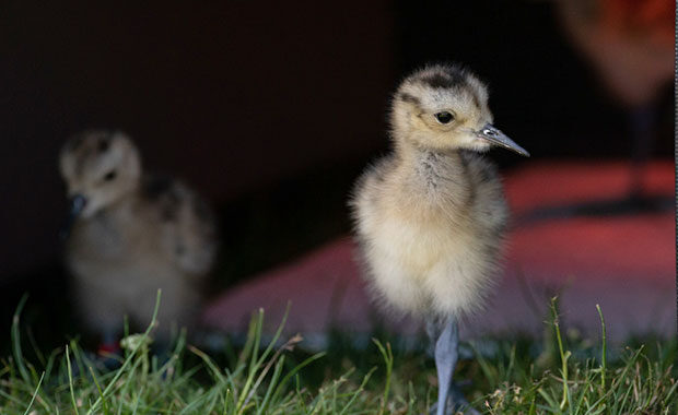 A young curlew