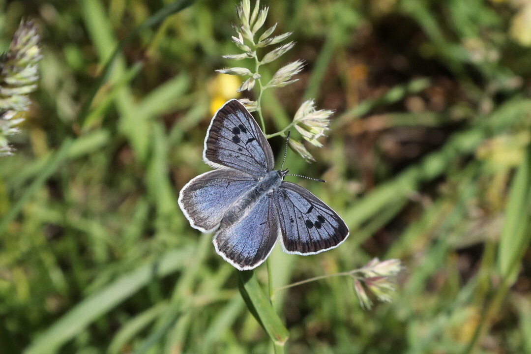 Large blue butterfly