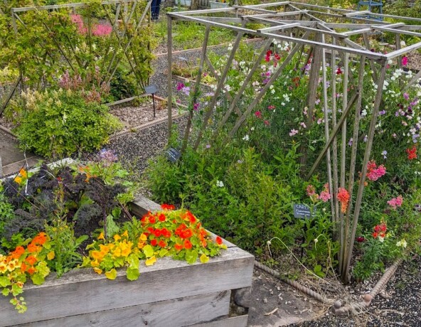 Blooming flower beds