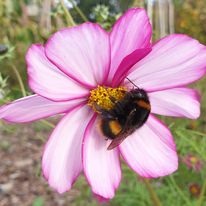 Bumblebee on pink flower