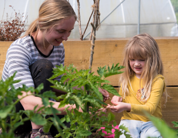 Woman with girl tending to a tomato plant