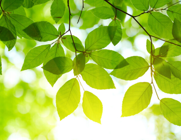Stock photo of leaves.
